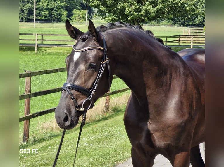 Hanoverian Stallion 3 years 16,2 hh Black in Ostercappeln