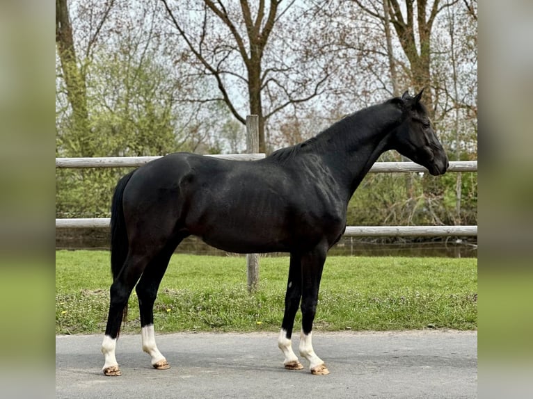 Hanoverian Stallion 3 years 16,2 hh Black in Siegen