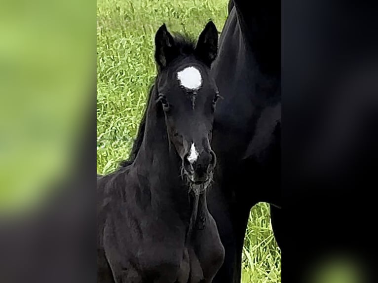 Hanoverian Stallion 3 years 16,2 hh Black in Thedinghausen