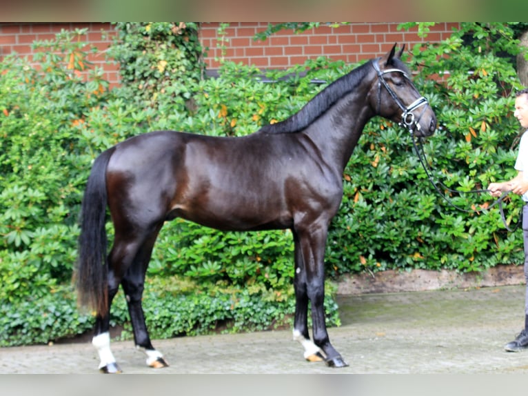 Hanoverian Stallion 3 years 16,2 hh Brown in Kutenholz