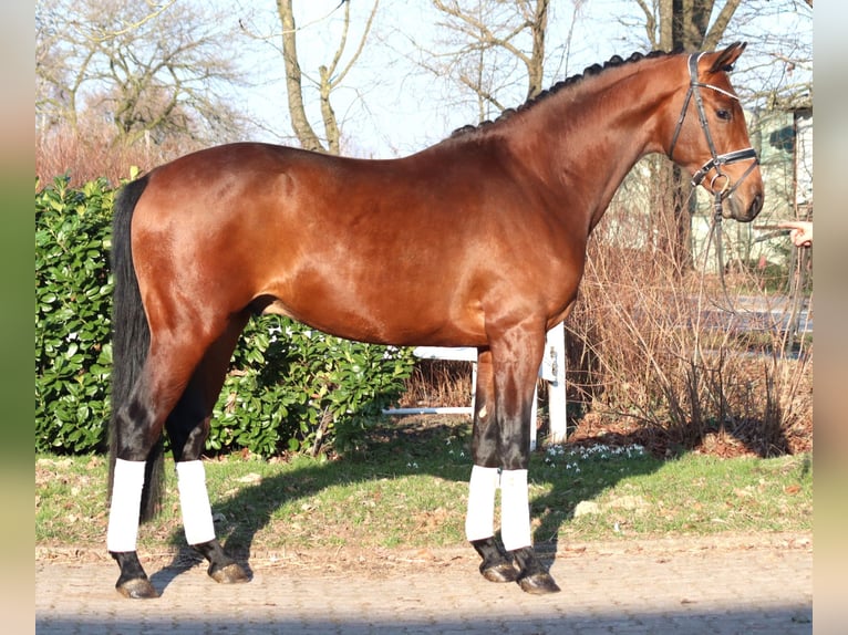 Hanoverian Stallion 3 years 16,2 hh Brown in Selsingen