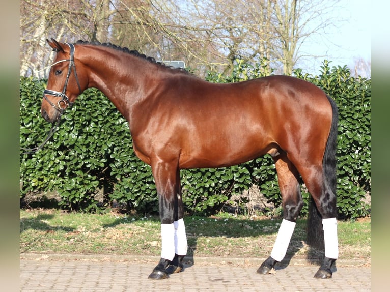 Hanoverian Stallion 3 years 16,2 hh Brown in Selsingen