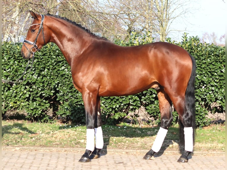Hanoverian Stallion 3 years 16,2 hh Brown in Selsingen