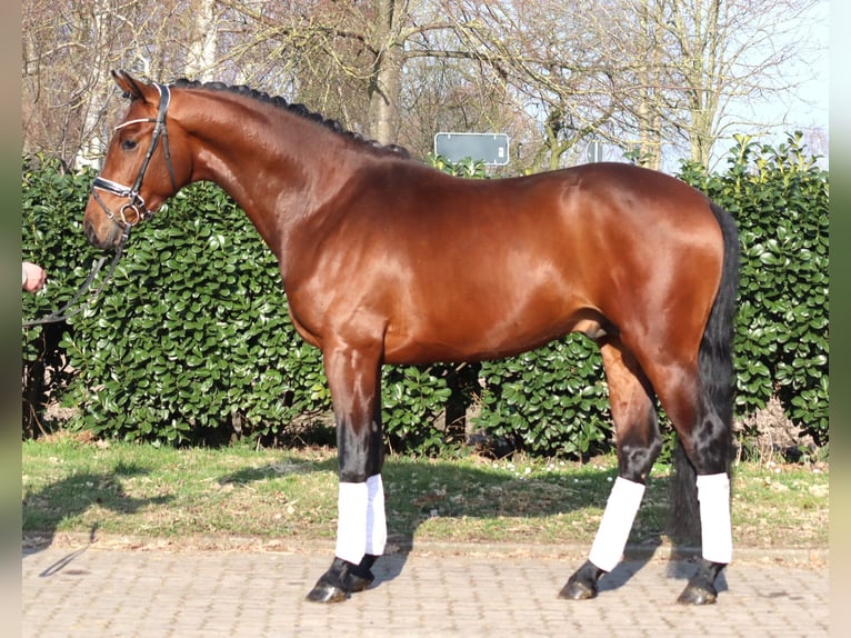 Hanoverian Stallion 3 years 16,2 hh Brown in Selsingen