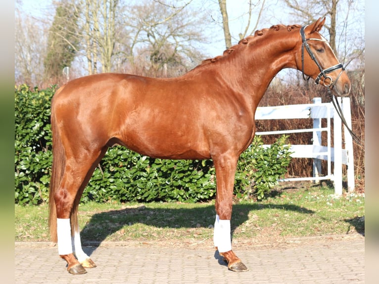 Hanoverian Stallion 3 years 16,2 hh Chestnut-Red in Selsingen