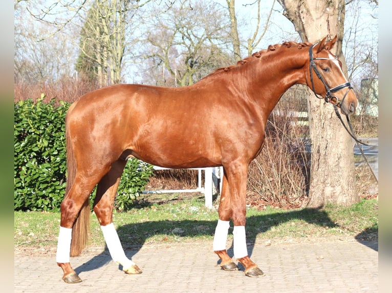 Hanoverian Stallion 3 years 16,2 hh Chestnut-Red in Selsingen