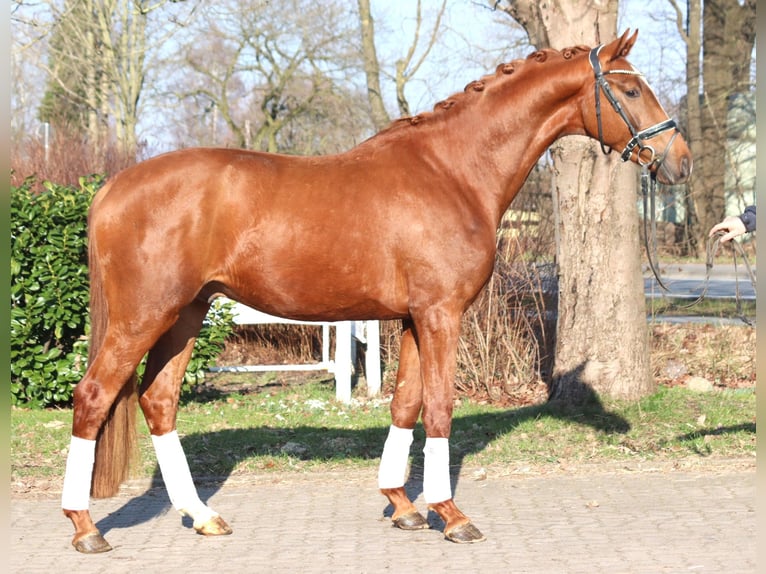 Hanoverian Stallion 3 years 16,2 hh Chestnut-Red in Selsingen