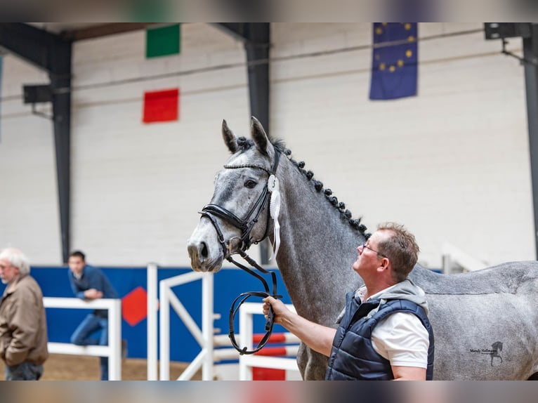 Hanoverian Stallion 3 years 16,2 hh Grey-Dapple in Saterland