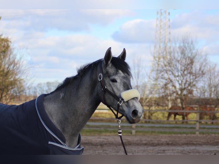 Hanoverian Stallion 3 years 16,2 hh Grey-Dapple in Saterland