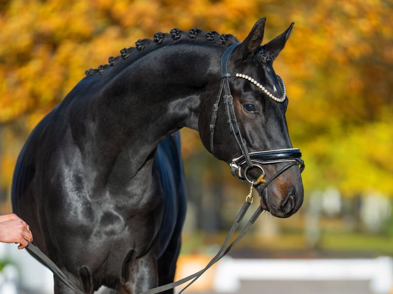 Hanoverian Stallion 3 years 16,2 hh Smoky-Black in Redefin