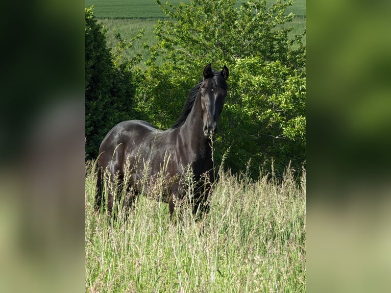 Hanoverian Stallion 3 years 16,3 hh Black in Herren-Sulzbach