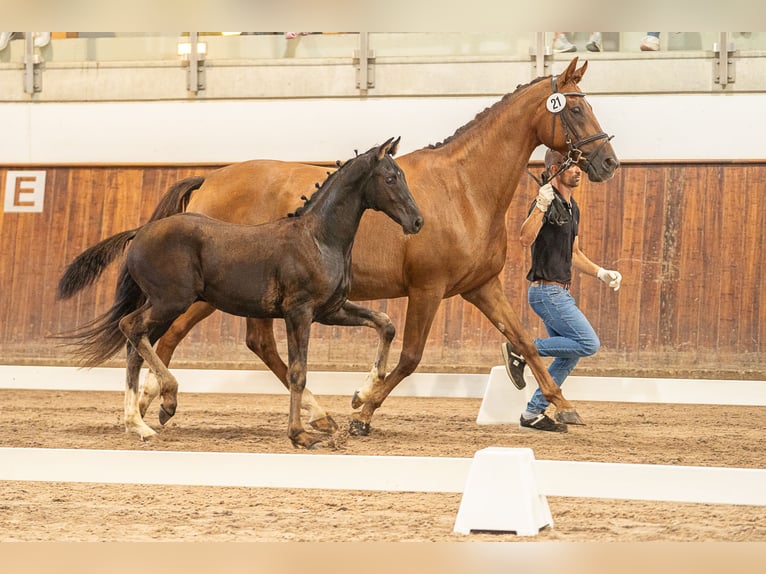 Hanoverian Stallion 3 years 16,3 hh Black in Herren-Sulzbach