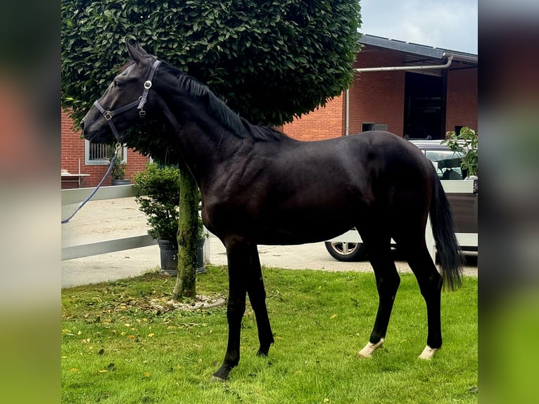 Hanoverian Stallion 3 years 16,3 hh Black in Vechta