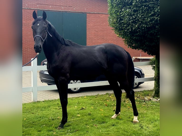 Hanoverian Stallion 3 years 16,3 hh Black in Vechta