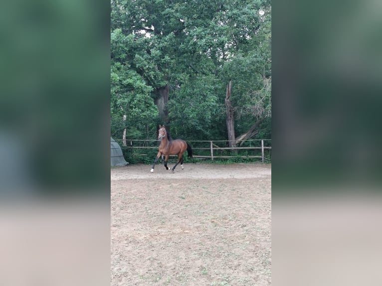 Hanoverian Stallion 3 years 17 hh Bay-Dark in Vienenburg