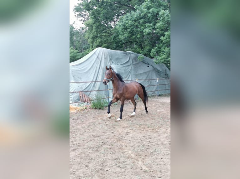 Hanoverian Stallion 3 years 17 hh Bay-Dark in Vienenburg