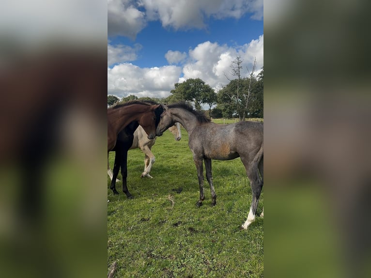 Hanoverian Stallion 3 years 17 hh Grey in Großheide