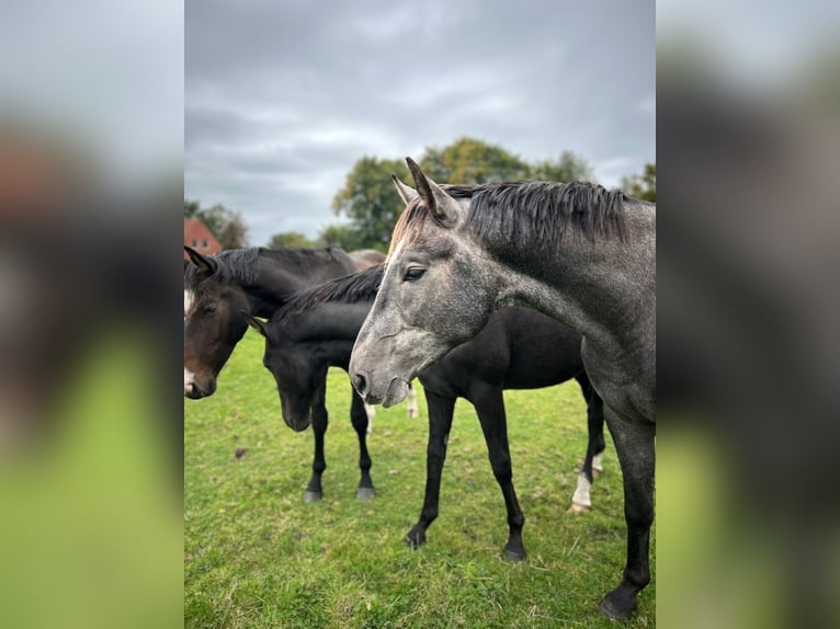 Hanoverian Stallion 3 years 17 hh Grey in Großheide