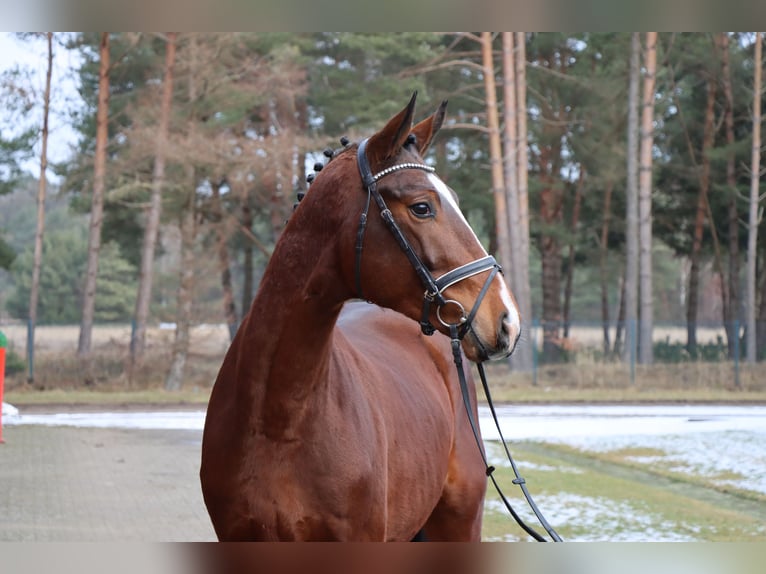 Hanoverian Stallion 3 years 17,2 hh Brown in Celle