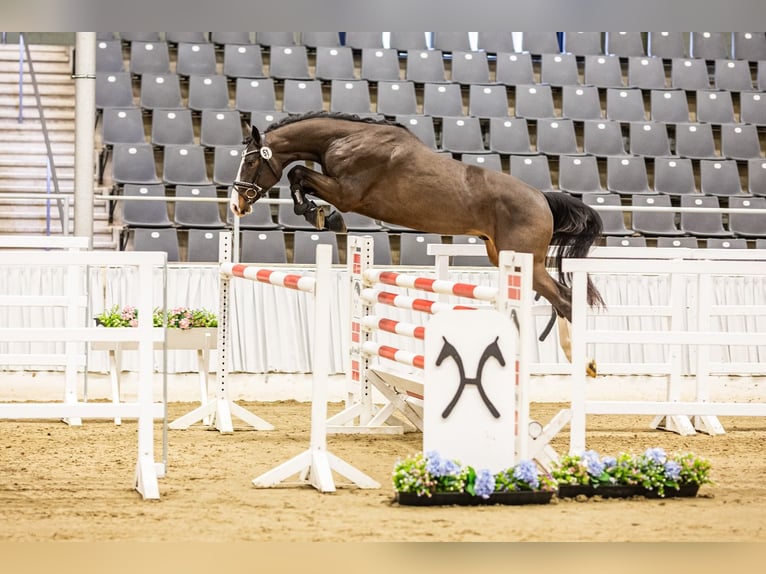 Hanoverian Stallion 3 years Bay-Dark in Salzhemmendorf
