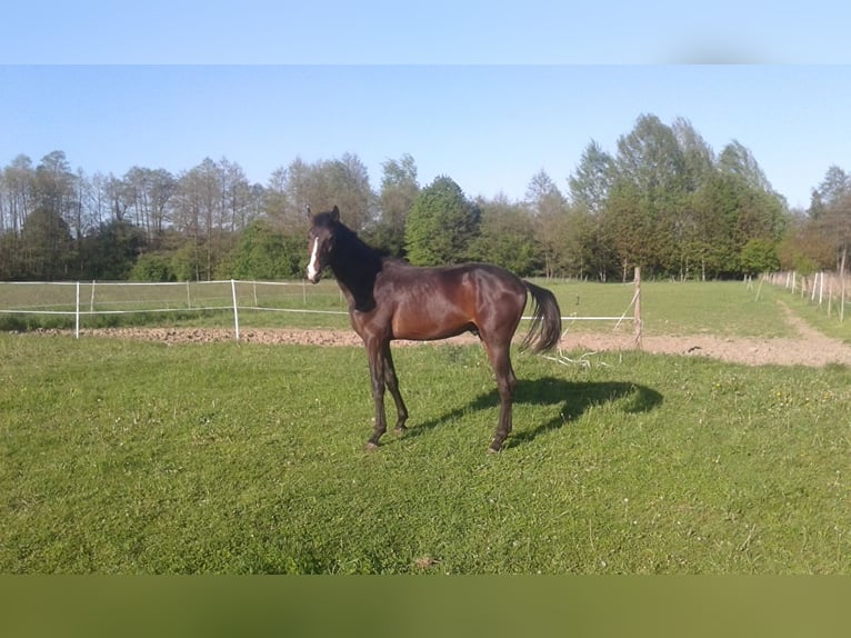 Hanoverian Stallion 3 years Bay-Dark in Łańcut