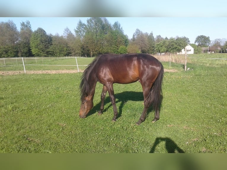 Hanoverian Stallion 3 years Bay-Dark in Łańcut