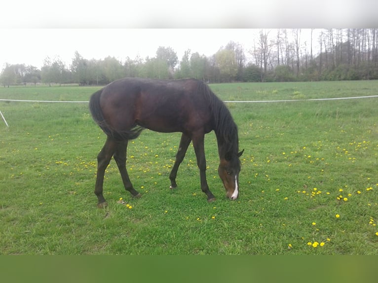 Hanoverian Stallion 3 years Bay-Dark in Łańcut