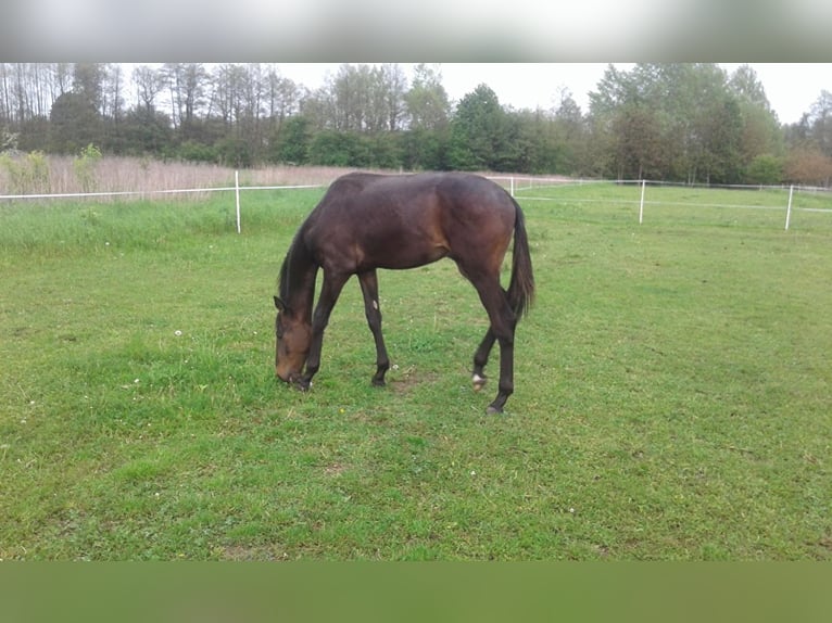 Hanoverian Stallion 3 years Bay-Dark in Łańcut