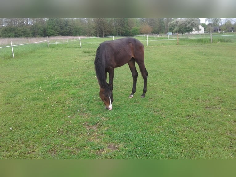 Hanoverian Stallion 3 years Bay-Dark in Łańcut