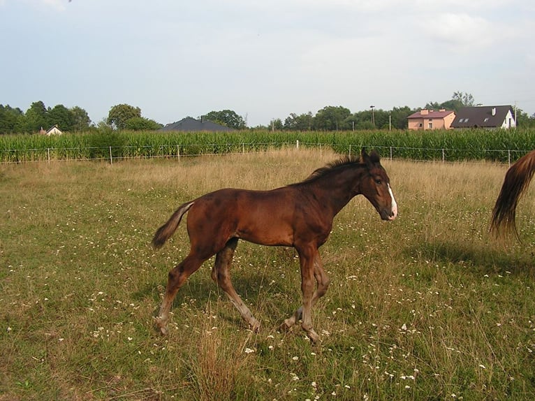 Hanoverian Stallion 3 years Bay-Dark in Łańcut