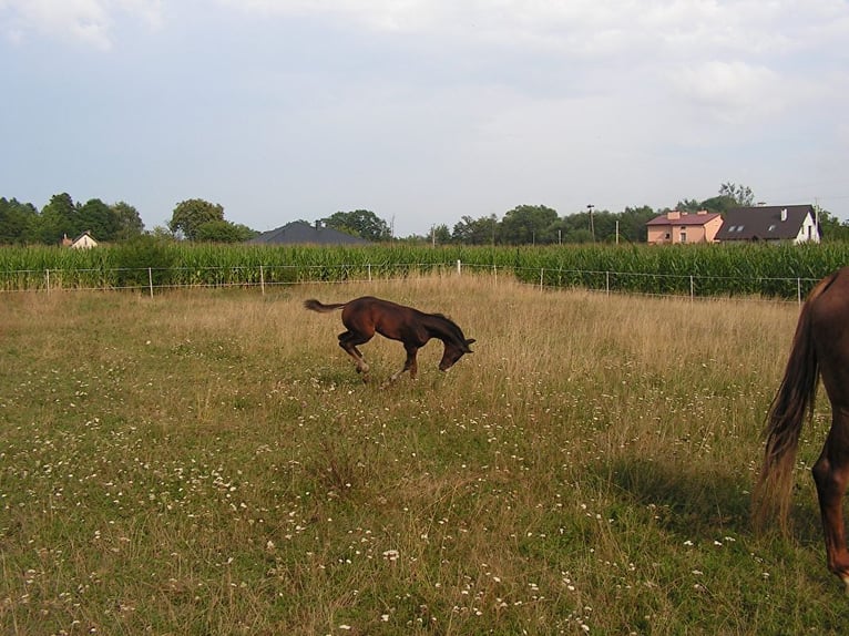 Hanoverian Stallion 3 years Bay-Dark in Łańcut