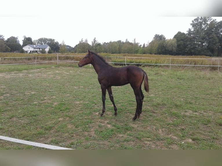 Hanoverian Stallion 3 years Bay-Dark in Łańcut