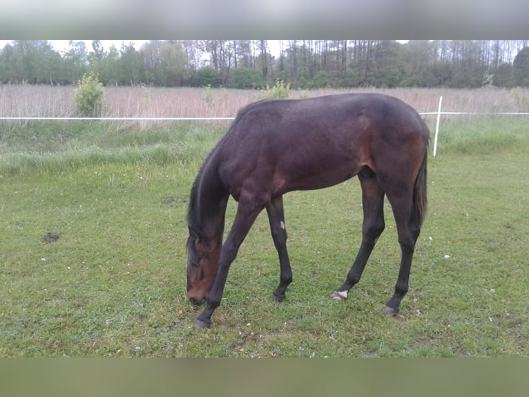 Hanoverian Stallion 3 years Bay-Dark in Łańcut