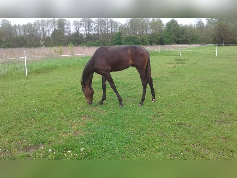 Hanoverian Stallion 3 years Bay-Dark in Łańcut