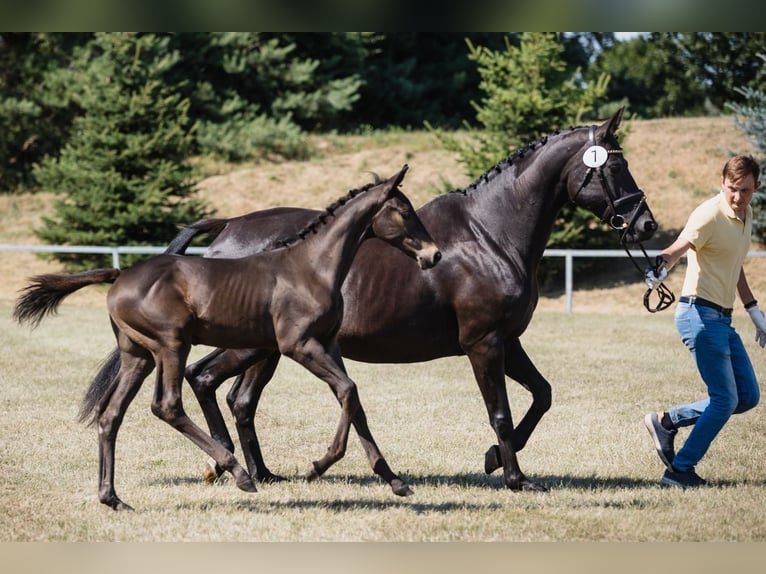 Hanoverian Stallion 3 years Bay-Dark in DUSZNIKI