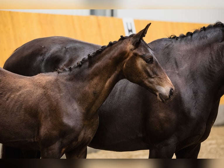 Hanoverian Stallion 3 years Bay-Dark in DUSZNIKI
