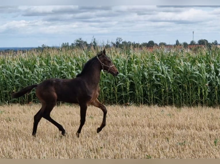 Hanoverian Stallion 3 years Bay-Dark in Magdeburg