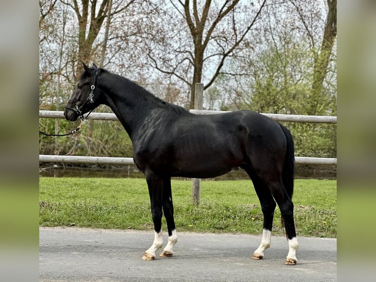 Hanoverian Stallion 3 years Black in Vechta