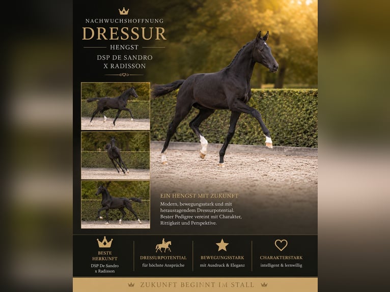 Hanoverian Stallion 3 years Black in Großheide