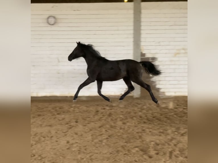 Hanoverian Stallion 3 years Black in Hahn am See