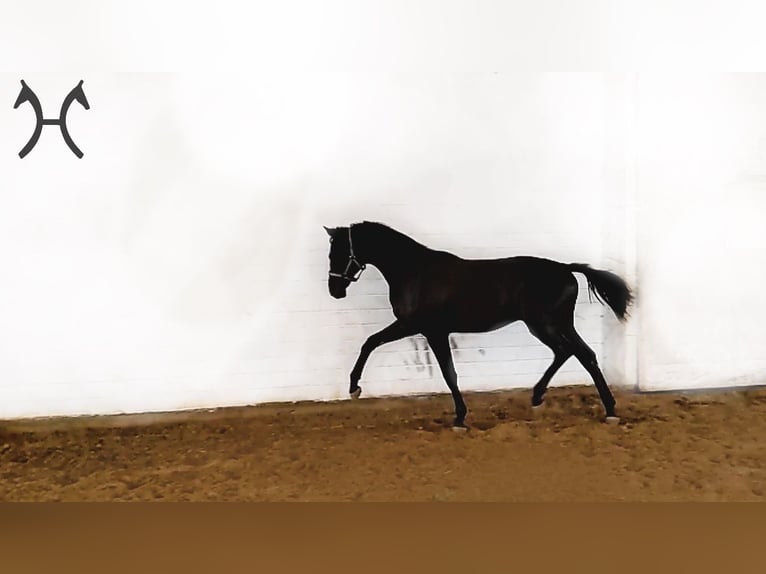 Hanoverian Stallion 3 years Black in Hahn am See