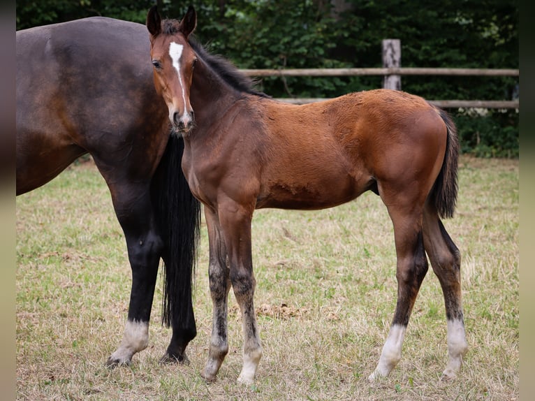 Hanoverian Stallion 3 years Brown in Rickling