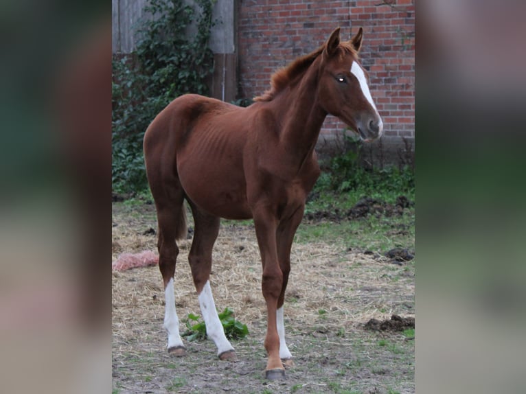 Hanoverian Stallion 3 years Chestnut-Red in Deinstedt