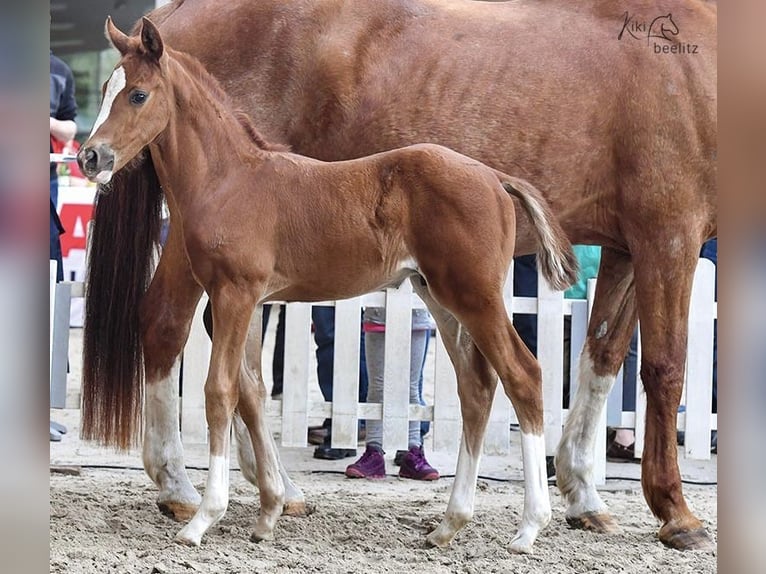 Hanoverian Stallion 3 years Chestnut-Red in Deinstedt