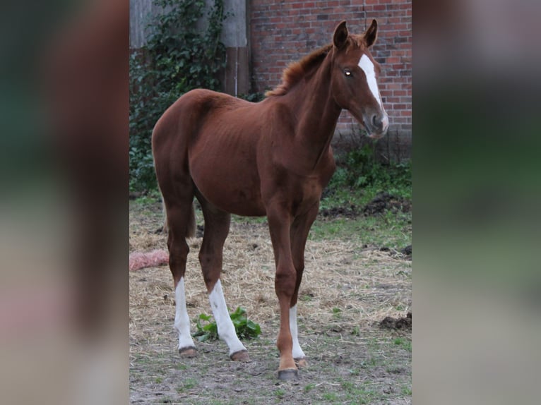 Hanoverian Stallion 3 years Chestnut-Red in Deinstedt