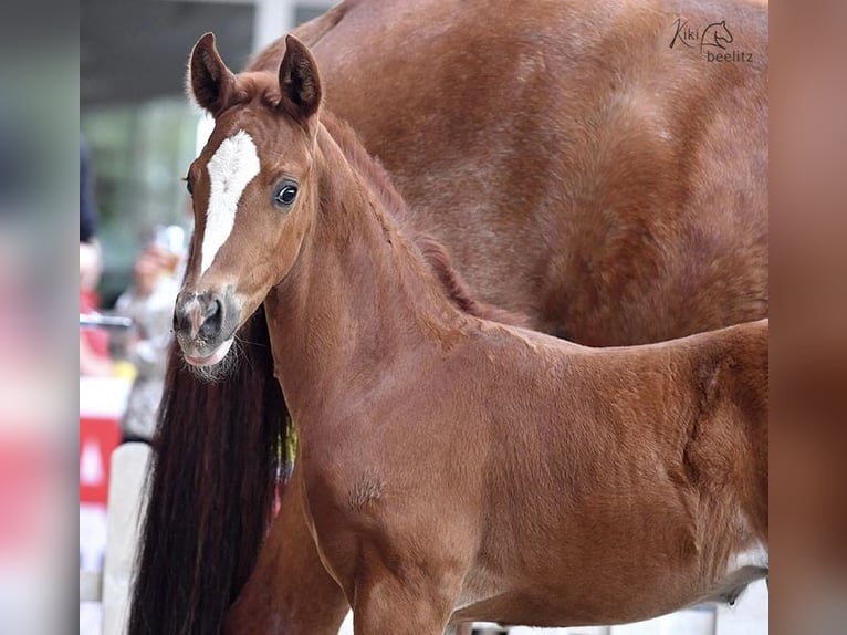 Hanoverian Stallion 3 years Chestnut-Red in Deinstedt