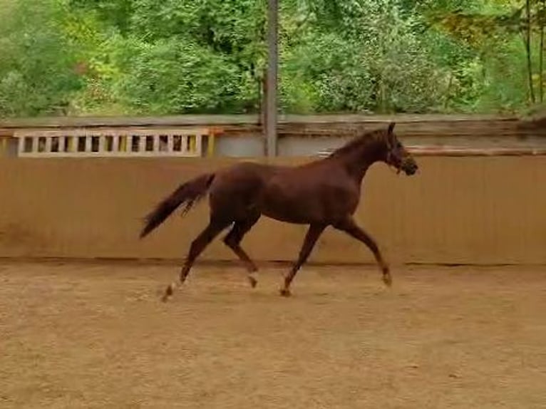 Hanoverian Stallion 3 years Chestnut-Red in Aurich Hanoverian Stallion 3 years Chestnut-Red in Aurich