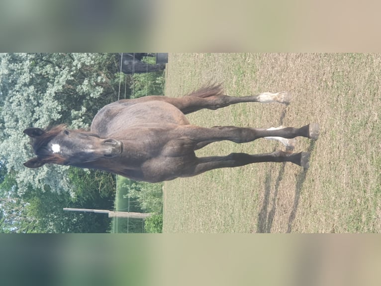 Hanoverian Mix Stallion 3 years in Petersberg