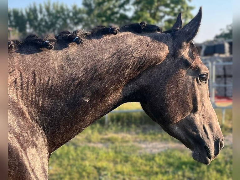 Hanoverian Stallion 3 years Grey in Aurich