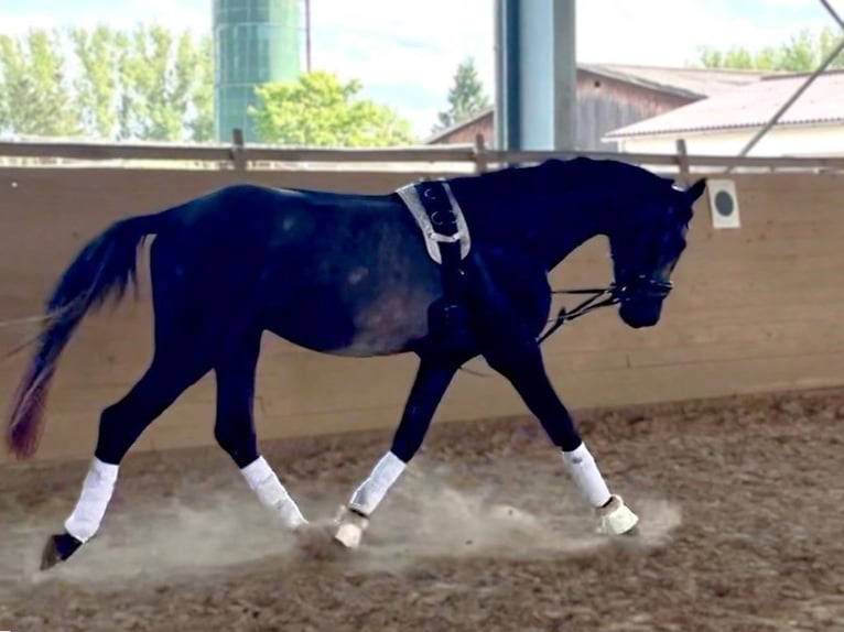 Hanoverian Stallion 3 years Grey in Aurich